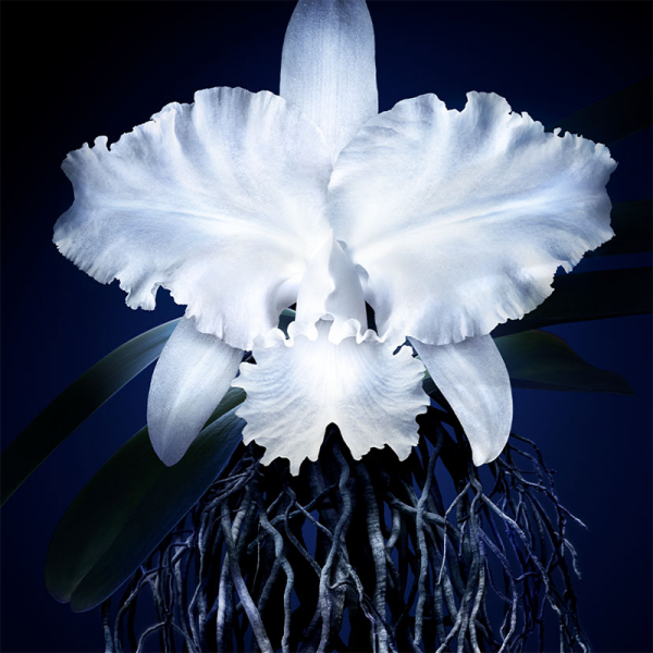 Guerlain Orchidée Impériale Emulsion 30ml | apothecary.rs