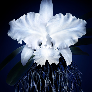 Guerlain Orchidée Impériale Eye & Lip Contour Cream 15ml | apothecary.rs