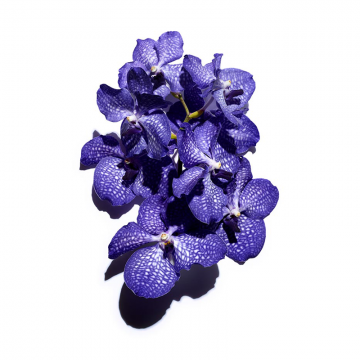 Clarins Blue Orchid Face Treatment Oil (za dehidriranu kožu lica) 30ml | apothecary.rs