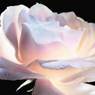 Dior Prestige La Micro-Huile De Rose Advanced Serum 50ml | apothecary.rs