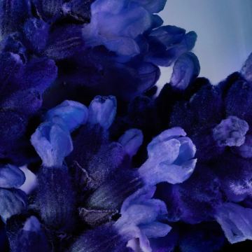 YSL Yves Saint Laurent Y L’Elixir Parfum Concentré The Refill (Dopuna) 150ml | apothecary.rs