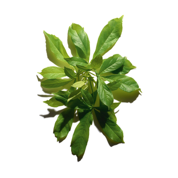 Clarins Youth-protecting Sunscreen SPF30 (Visage / Face) 50ml | apothecary.rs