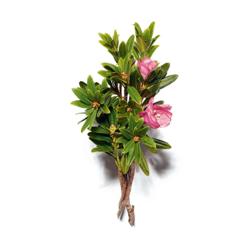 Clarins Fix' Make-Up 50ml | apothecary.rs