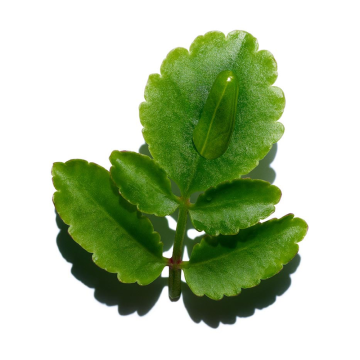 Clarins Fix' Make-Up 50ml | apothecary.rs