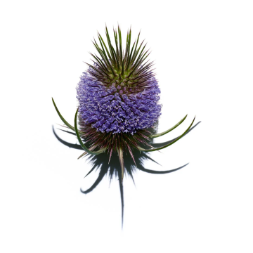 Clarins Multi-Active Glow Boosting Emulsion 100ml | apothecary.rs