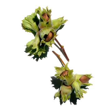 Clarins Lip Oil Balm (N°03 Lychee) 2.9g | apothecary.rs