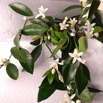 Dolce & Gabbana Devotion Eau de Parfum Intense 50ml | apothecary.rs