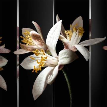 YSL Yves Saint Laurent MYSLF Le Parfum Holiday Duo Gift Set | apothecary.rs