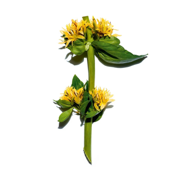 Clarins Hydrating Gentle Foaming Cleanser 125ml | apothecary.rs