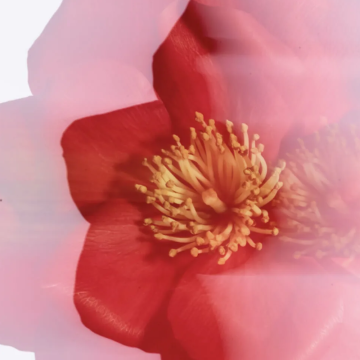 Chanel N°1 de Chanel Revitalizing Eye Cream 15g | apothecary.rs