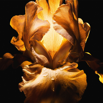 Dior Homme Parfum 50ml | apothecary.rs