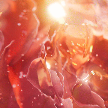 Lancôme Idôle Now Eau de Parfum 50ml | apothecary.rs