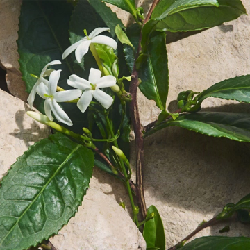 Dolce&Gabbana Light Blue Capri in Love Eau de Parfum 100ml | apothecary.rs