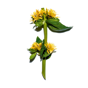 Clarins One-Step Gentle Exfoliating Cleanser 50ml | apothecary.rs