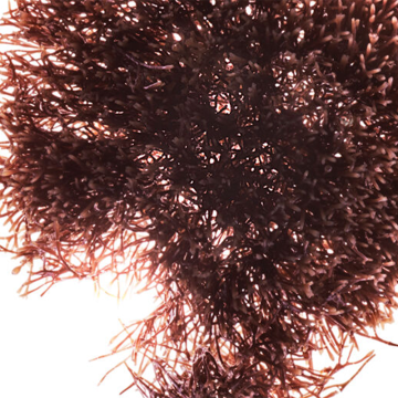 Clarins Everlasting Youth Fluid SPF15 / PA+++ (N°108.5 Sand) 30ml | apothecary.rs