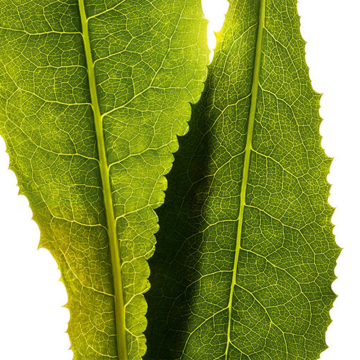 Clarins Everlasting Youth Fluid SPF15 / PA+++ (N°107 Beige) 30ml | apothecary.rs