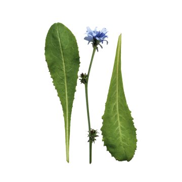 Clarins Everlasting Youth Fluid SPF15 / PA+++ (N°107 Beige) 30ml | apothecary.rs