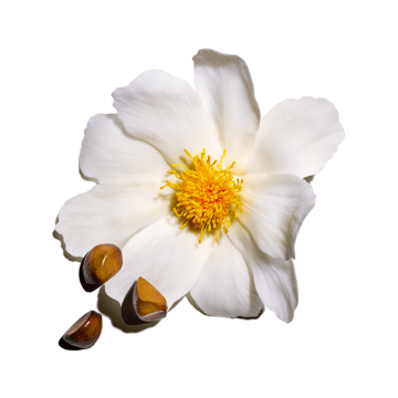 Clarins Joli Rouge Satin Lipstick (N°742 Joli Rouge) 3.5g | apothecary.rs