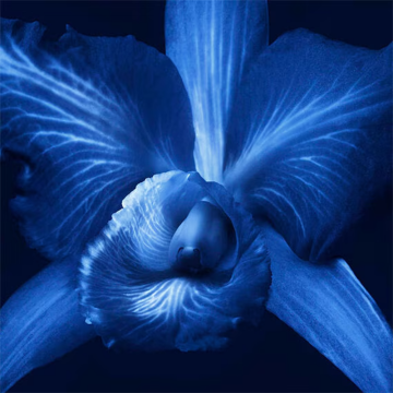 Guerlain Orchidée Impériale The Foam in Cream 150ml | apothecary.rs