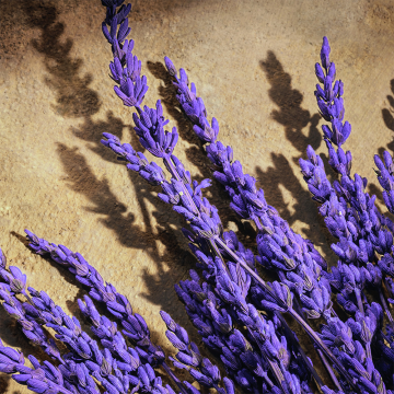 Dolce&Gabanna Devotion Pour Homme Parfum 100ml | apothecary.rs