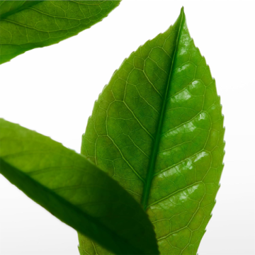 Calvin Klein CK One Eau de Toilette 200ml | apothecary.rs