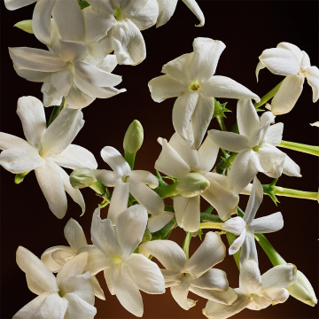 Dolce&Gabbana The One Eau de Parfum Intense 75ml | apothecary.rs