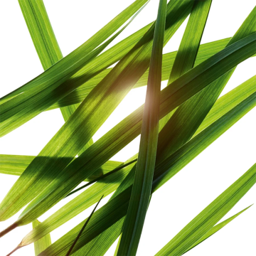 Clarins Men Wrinkle-Smoothing & Firming Care 50ml | apothecary.rs