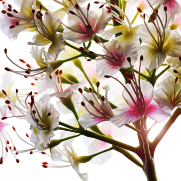 Clarins Double Serum Foundation (M3N) 30ml | apothecary.rs