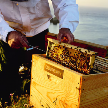 Guerlain Abeille Royale Youth Repair Eye Care 15ml | apothecary.rs