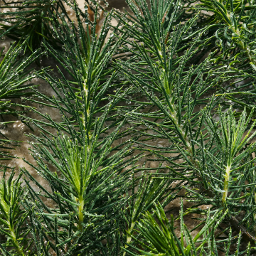 Dolce&Gabbana Light Blue Pour Homme Eau de Parfum 200ml | apothecary.rs